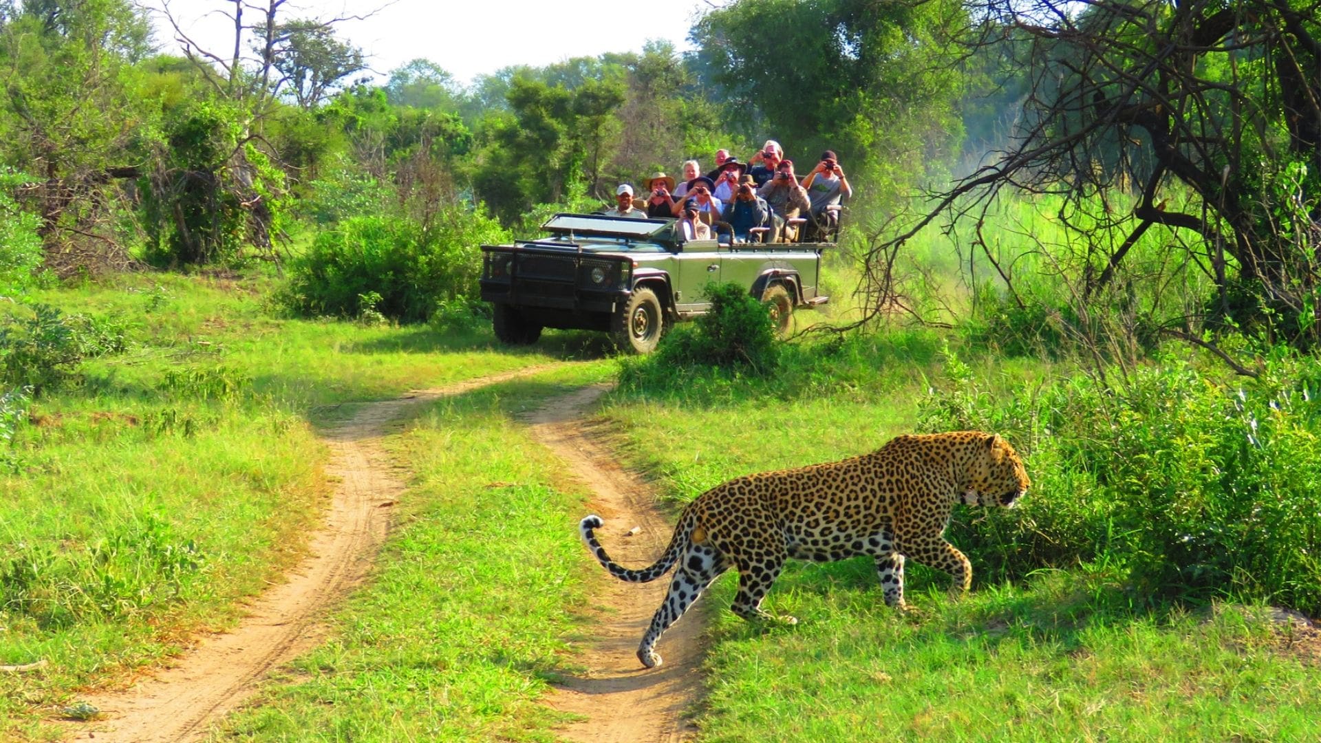 Wildlife Safari